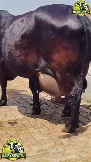 Jarsi cow: Red Friesian HF heifers for dairy farming Pakistan