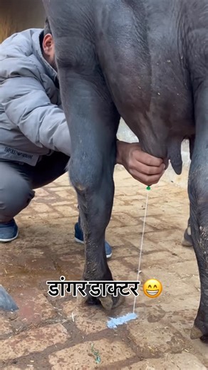 ♣️D₹. Na₹esH~JoGiWaLa♠️ on Instagram: "डांगर डाक्टर😁"