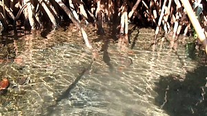 ☀️🏝❤️😊What a great way to start the day, as we're getting ready for some pedal kayaking adventure we spotted this little guy roaming around,.. it almost matched my shirt as it started changing colors soo awesome.. It was an overall great day we spotted many different fish, lobster, blue parrot fish, squid, octopus and more.. 🐠🐡🦀🐙 Thank you for liking our page 😊👍🏼 Visit our website: https://www.arubaoutdooradventures.net/ TripAdvisor: https://www.tripadvisor.com/Attraction_Review-g147248