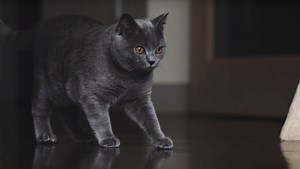 Cats, the Internet, and Photography Tips