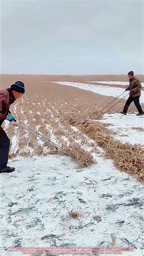 Ingenious Winter Rice Harvest : Using Push Blades on Ice After Autumn Floods