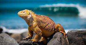 Why Galapagos is Unique from other Beach Destinations