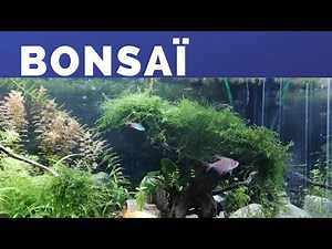 Bonsai mousse de java 3 mois après