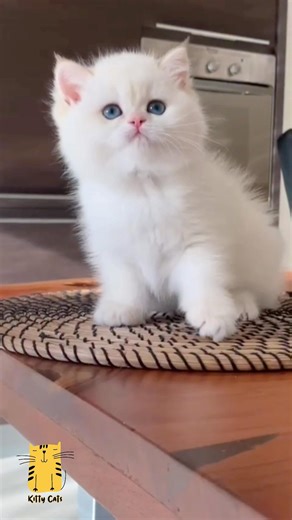 Funny Cat & Cute Kittens792😻 #shorts #kucing #kucinglucu #funny #pet #cat #foryou #viral #viralvideo