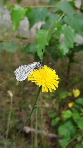 Baum Weißling #schmetterling #butterfly #insects Black-veined White Aporia crataegi