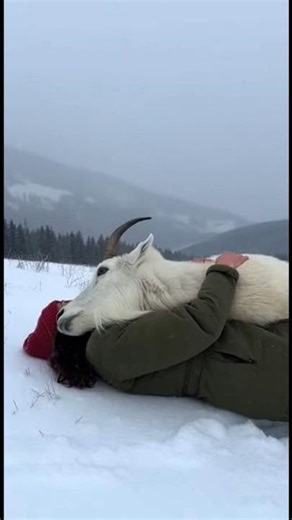 No training.No Words. Their language is Love 🐾❤️