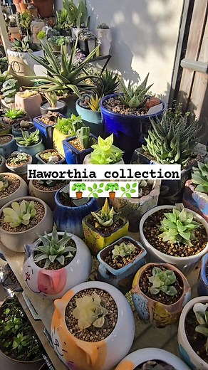 Haworthia collection 🌿🪴🌿 #bikolanahardinera #plantas #plantsmakepeoplehappy #haworthia #haworthialover #succulentgarden #succulents #succulentlover | Bikolanahardinera