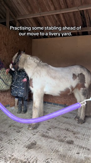 Our ponies live out 24/7. When we move to a livery yard they will be stabled overnight. So we thought we’d start practising some stabling. We only have one stable available to use. #stables #horsetraining #equestrians #horsemanship