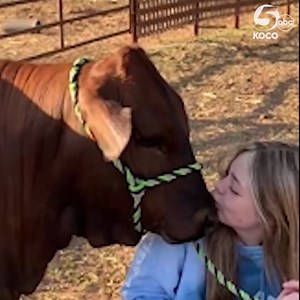 COW KISSES! How CUTE is this? 😂🐮 KOCO 5 viewer Deanna Atkinson shared this video of her daugher and her show heifer, and said this is how they end their walk everyday! "The love these two have is priceless and so are the cow kisses she get each day." | KOCO 5 News