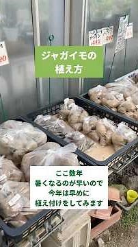 ジャガイモの植え方