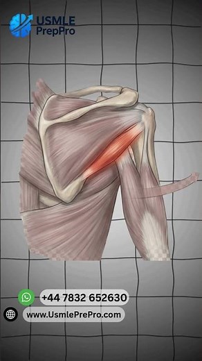 Rotator Cuff Anatomy: The SITS Muscles Explained
