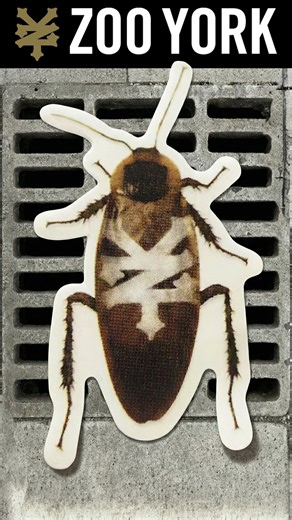 Zoo York on Instagram: "Never Forget 🪳🗽 #ZOOYORK"