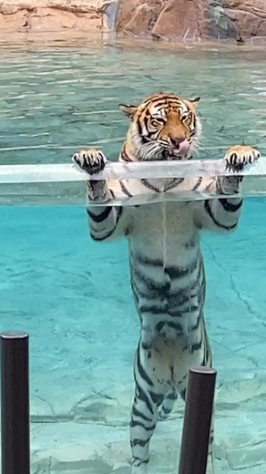 #australia#tiger adura