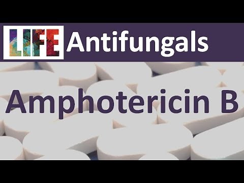 Amphotericin B
