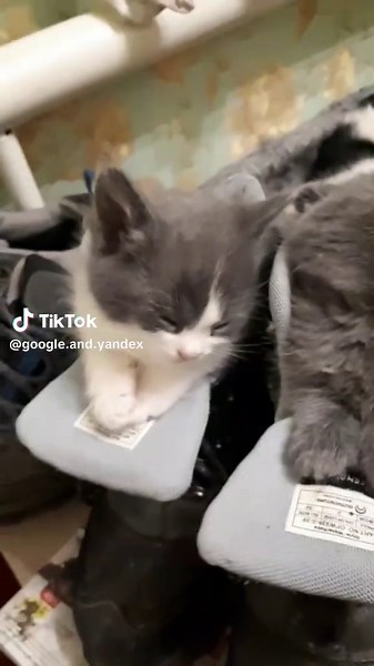 Exploring Google and Yandex Search Engines