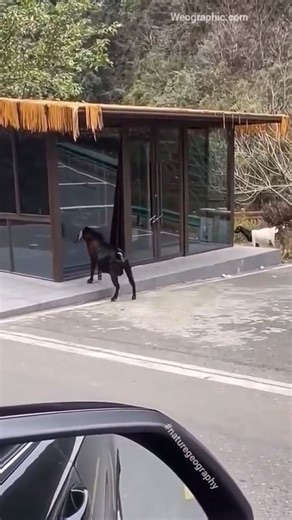 Rasim Baylan on Instagram: "The goat, seeing its reflection in the glass, starts fighting with itself. First, it makes test kicks, then it knocks the entire glass pane down. Goats are very stubborn animals. #goat #goatlove #weographic #naturegeography #animallovers #cuteanimals #sheeps #funnygoats"