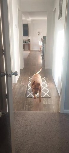 your daily squirrel #cute #dogs