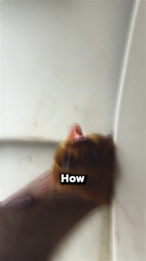 Pest Badger on Instagram: "Signs of a Bat Infestation in Your Home #pest #home"