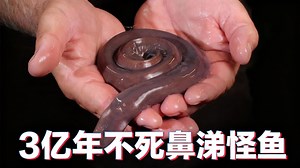 【中配】你见过盲鳗吗 它浑身都是黏液 - Deep Look