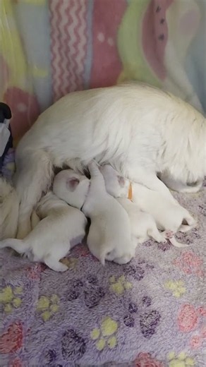 9-day-old Longhair Applehead Puppies! #puppy #chihuahua #pets #cute #puppylove #baby #adorable