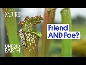 Why These Bugs Live Inside Plants That Eat Them