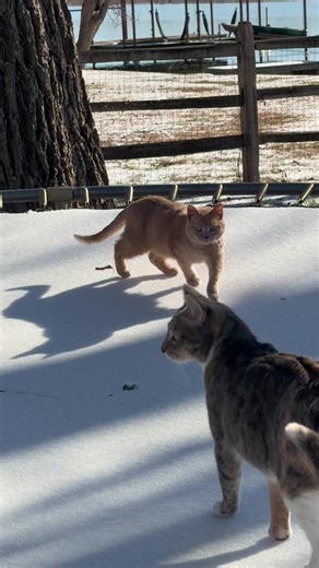 Kitty Snow Fun: Bugsy the Playful Cat in Winter