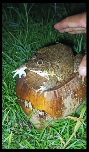 CUTE BIG BULLFROGS jump SO FUN🐸😁😂 #frog #funny #animals