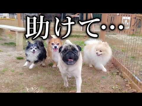 犬が苦手なパグをドッグランに連れてったらこうなった…
