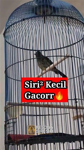Burung Siri-siri Mini Tapi Suaranya Bikin Kaget!❗❗ #sirisiri #sirisirigacor