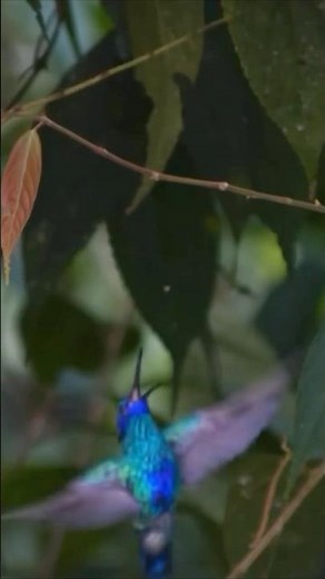 Hummingbirds also Eat Insects! 🦟| Clip Explained (David Attenborough Documentary)