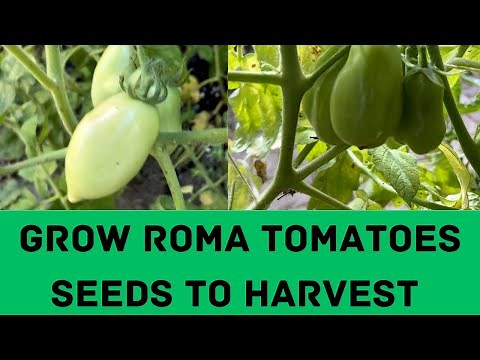 Growing Roma Tomatoes from Seeds to Harvest | Grow Tomatoes at Home | Easy Tomatoes |