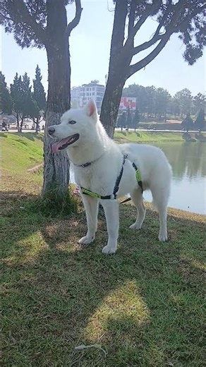 A husky standing and playing by the lake 🐶 #puppydaily
