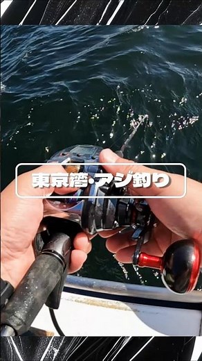 東京湾・アジ釣り【走水編】 #相模湾 #船釣り#関義丸