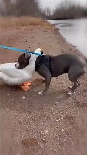 A Sweet Pitbull–Goose Friendship 💕