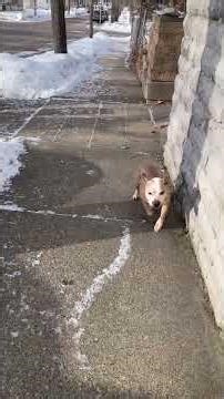 Morning empty for Nala Charm