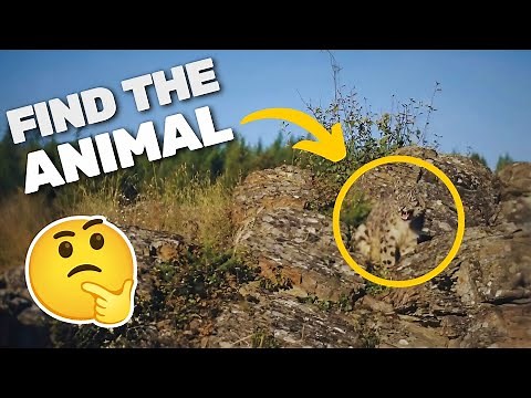 Find the Hidden Animal