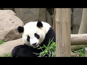 🐼 Giant Panda Cam: Live from Panda Paradise! 🐼