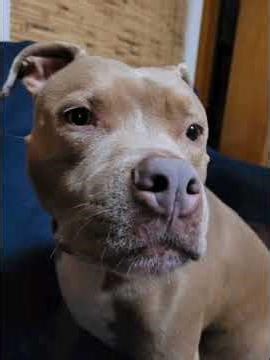 🚨 URGENT: Dog Crying Heard 200m Away… Something Is VERY Wrong (Iva Case)