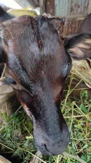 Moo-ment of Serenity: Calming Cow Sounds 🐄 #cow #cowsound