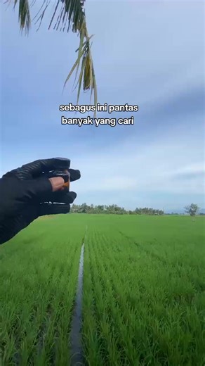 Essential Oil Aromatherapy: Nature Diffuser Refill Guide