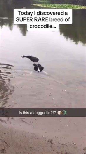 Swamp puppy | Hood Memes