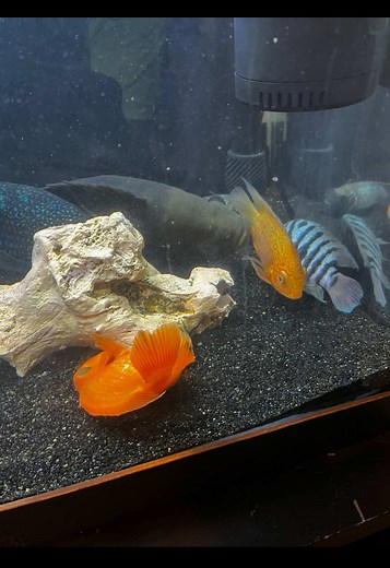 Aquarium Emergency: Fish Dying After Water Change — What Went Wrong?