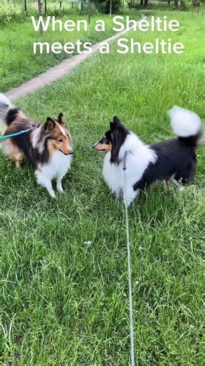 When a Sheltie meets a Sheltie #sheltie #doggybestfriend