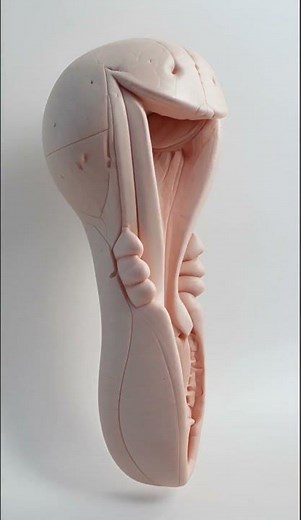 Exploring the Female Reproductive System #biography #bioscope #femalereproductivesystem #viral