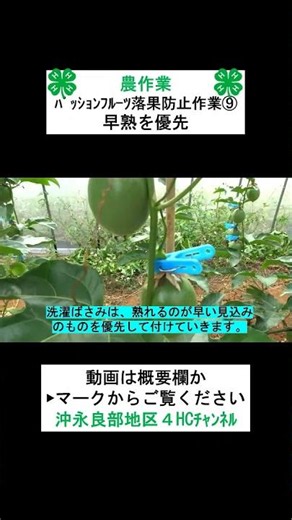 【農作業】パッションフルーツの落果防止作業⑨