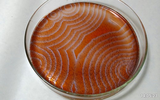 【溴螺纹】B-Z空间化学波实验