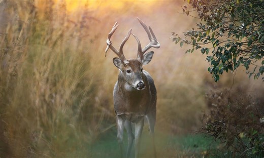 AL hunters off to strong start with this county topping 350 deer harvested. See the numbers