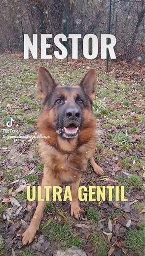(À été adopté) Nestor, Berger allemand ultra gentil en adoption à la SPA de Strasbourg
