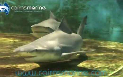 极为罕见的露齿鲨Glyphis glyphis活体视频