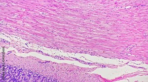 Ciliated epithelium of gill in transversal section at microscopic sample on bright field 100x. Purple cells forming layers of respiratory system. Learning biology with special equipment at university. Stock Video